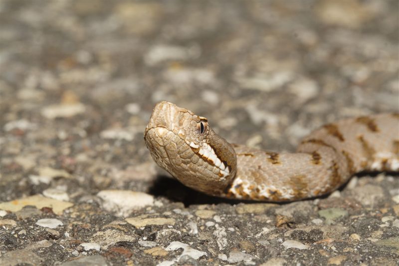 Vipera aspis... di quanti mesi??